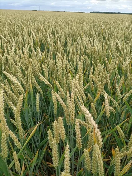 Un champ de blé en épis