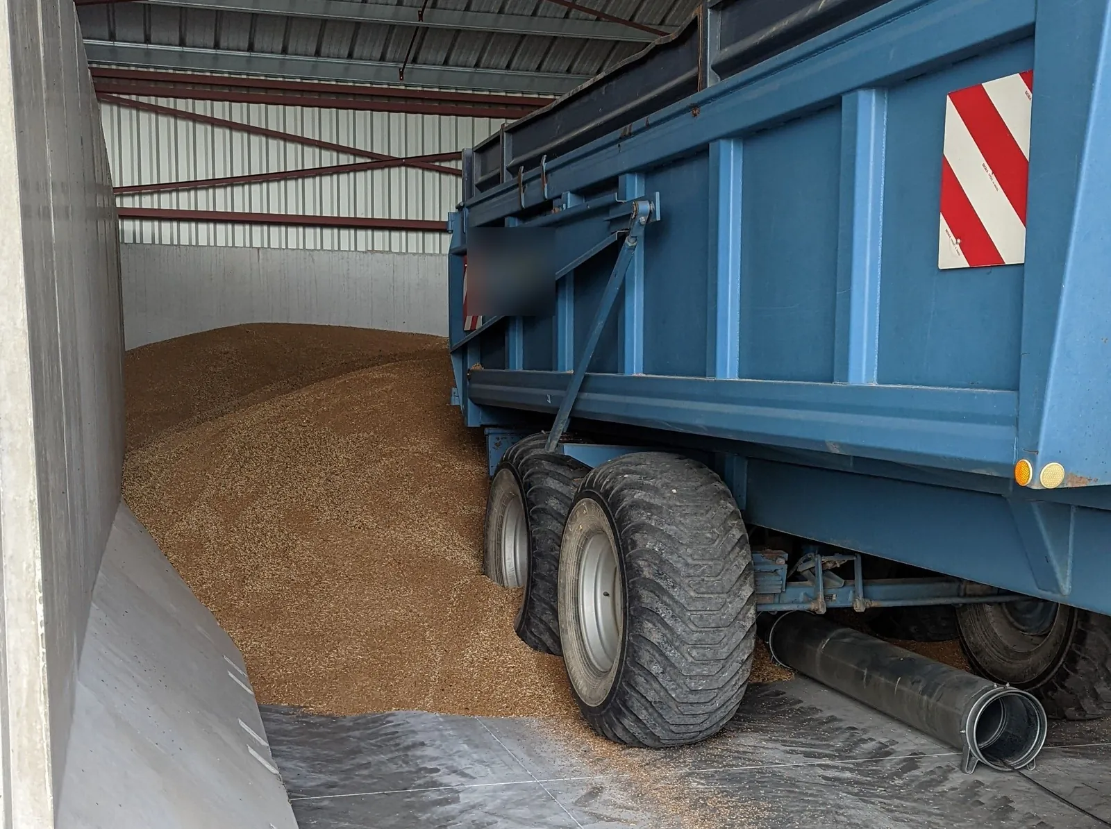 Une benne vide le grain dans le stockage à plat de la ferme